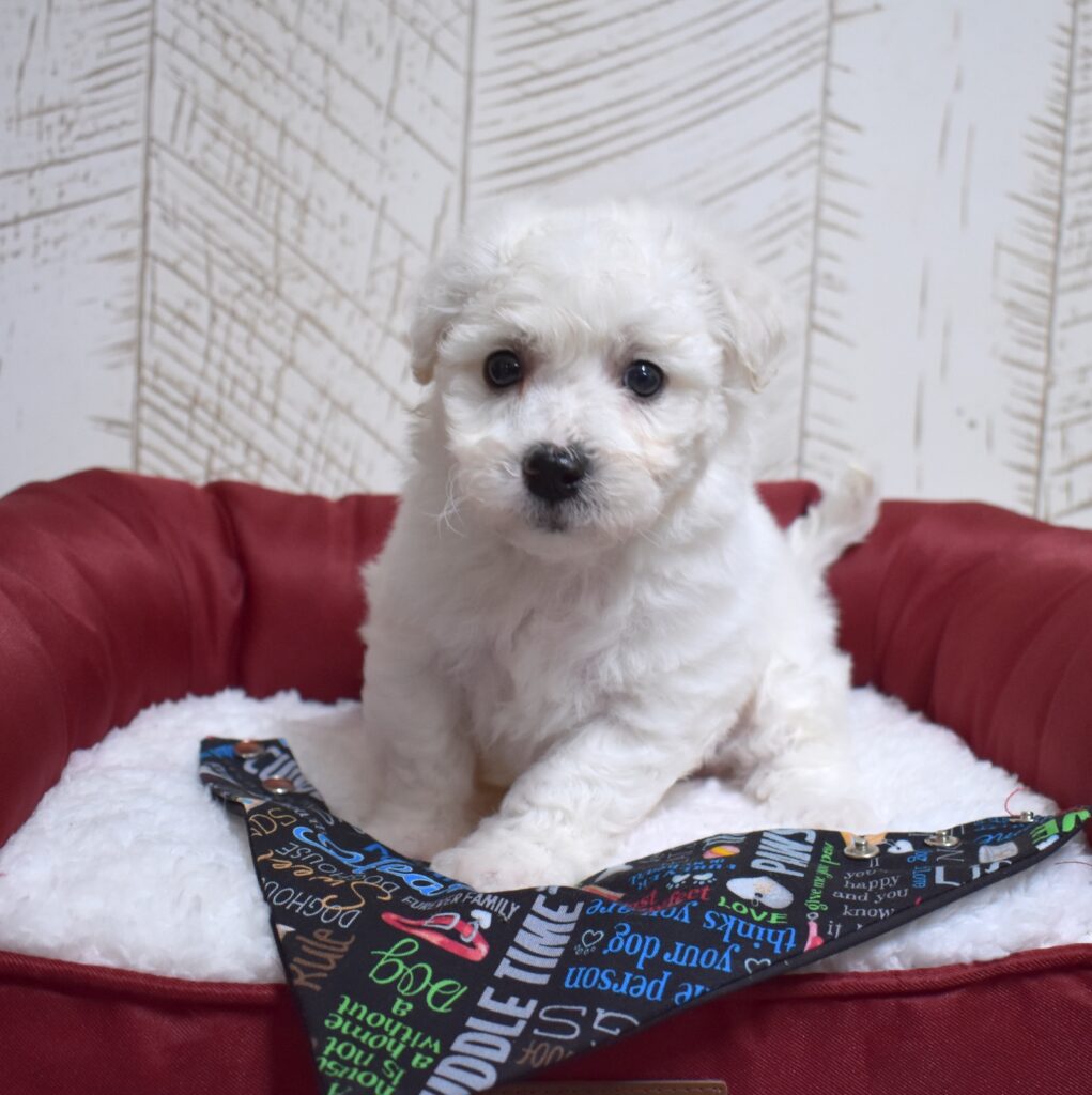 bichon frise puppy for sale