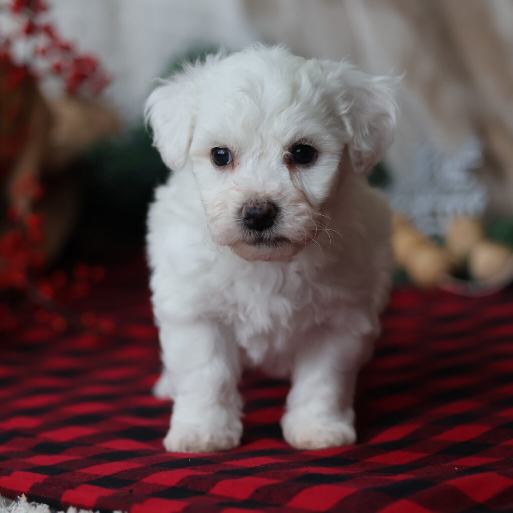 bichon frise puppy for sale
