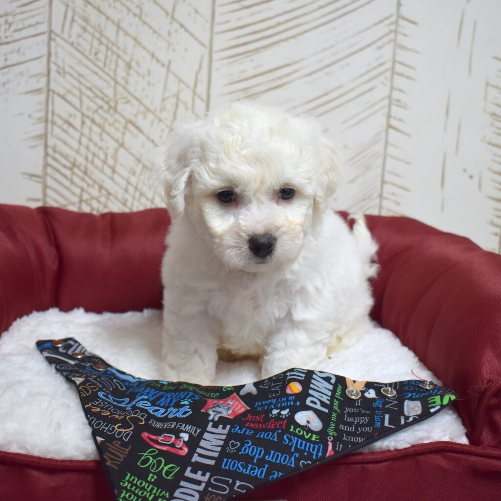 buy bichon frise puppy