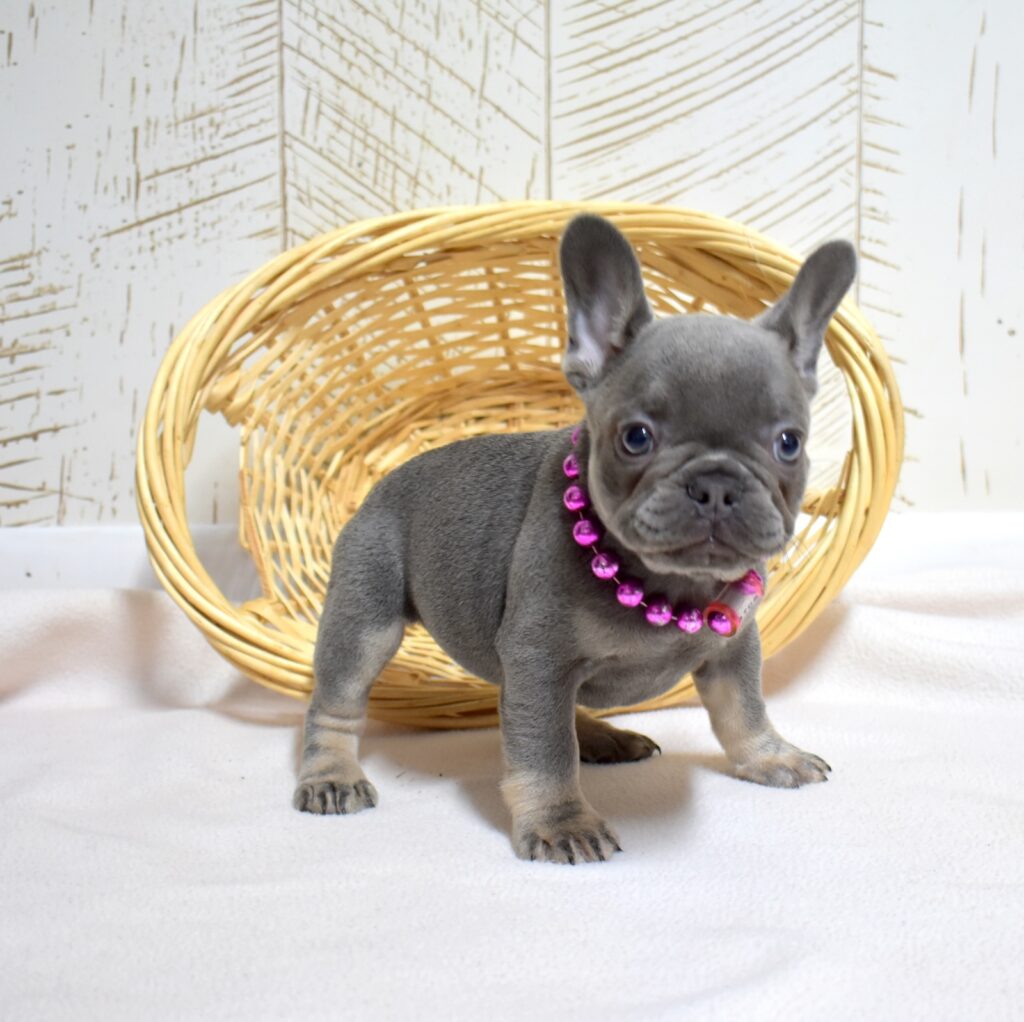 buy frenchie puppy