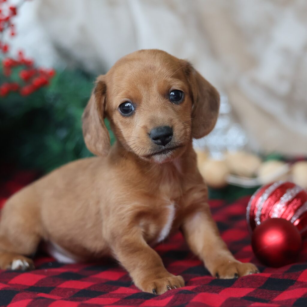 dachshund