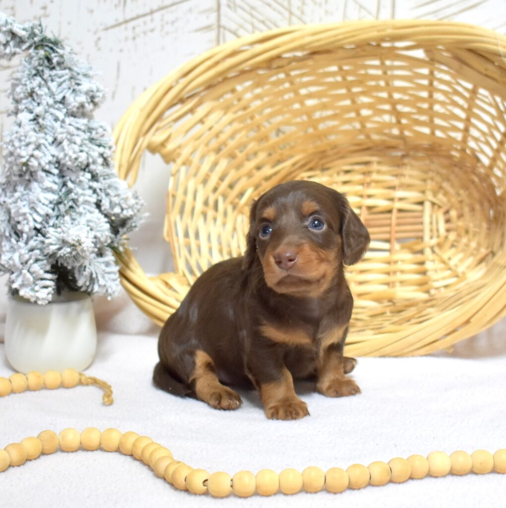 dachshund breeders