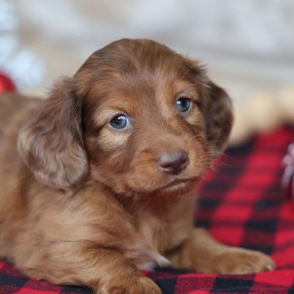 dachshund for adoption