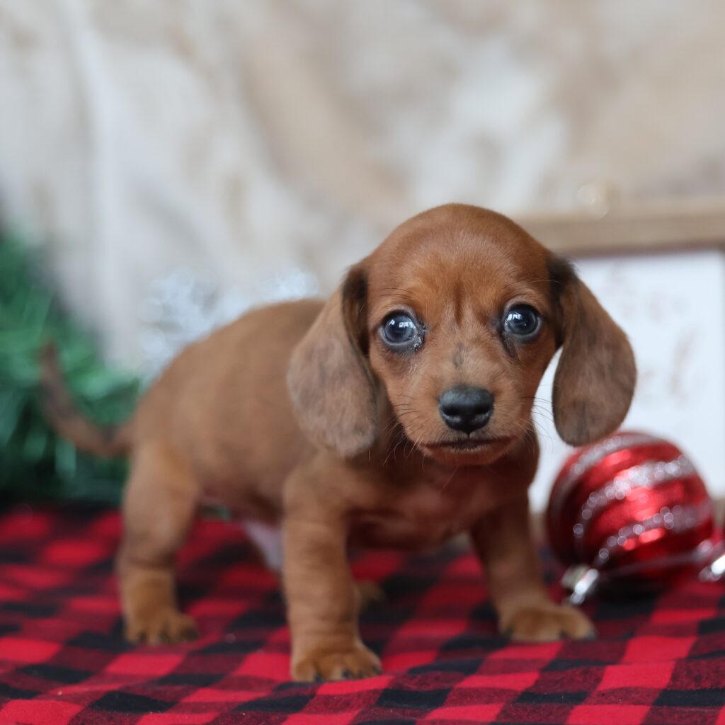 dachshund puppy