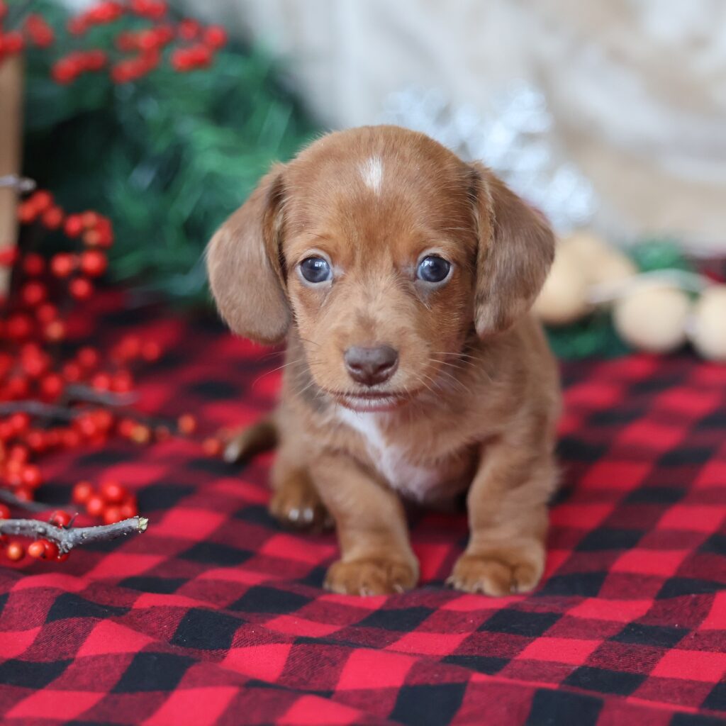 dachshunds for sale