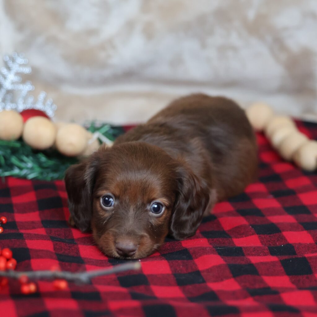 dachshunds for sale near me