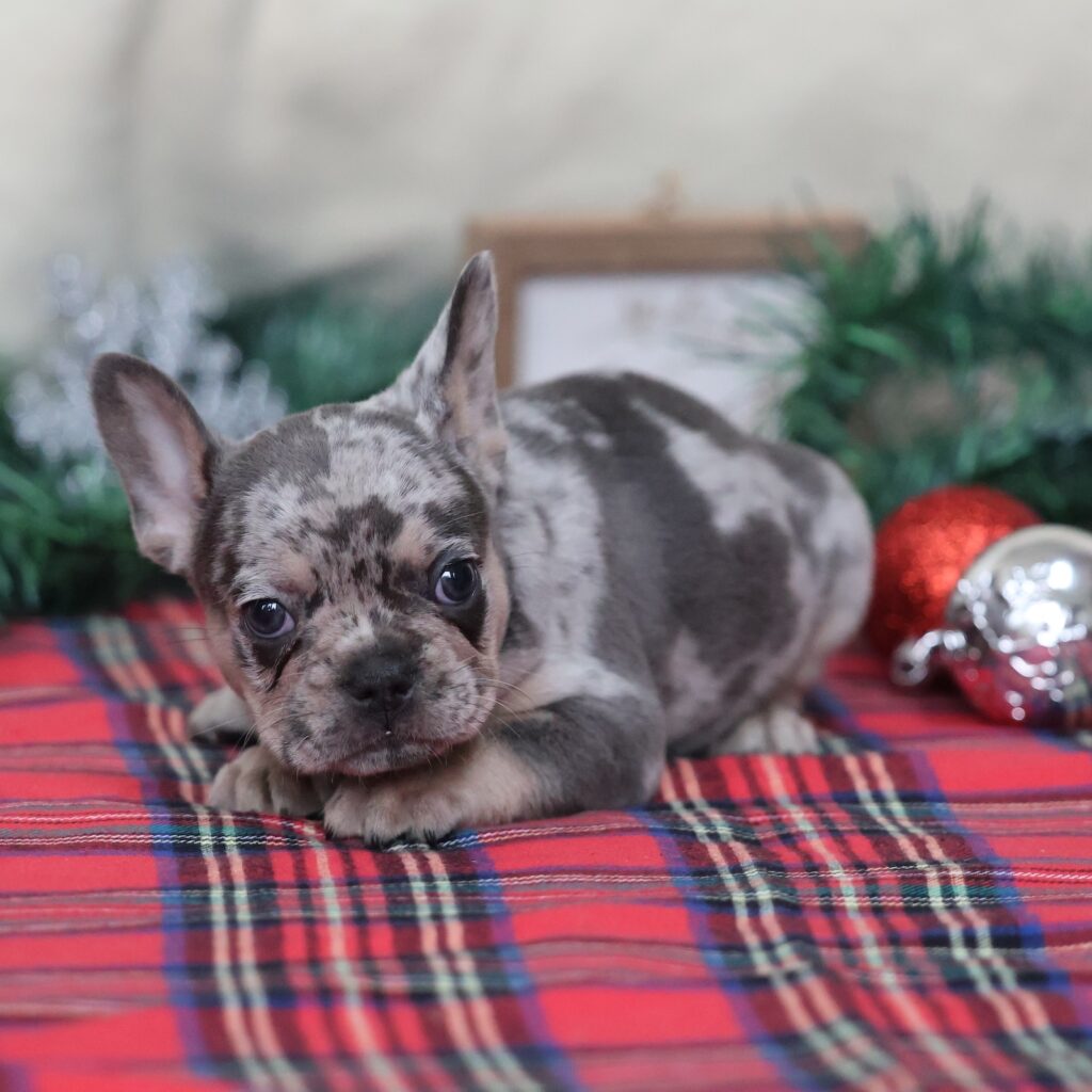 french bull dog puppies for sale