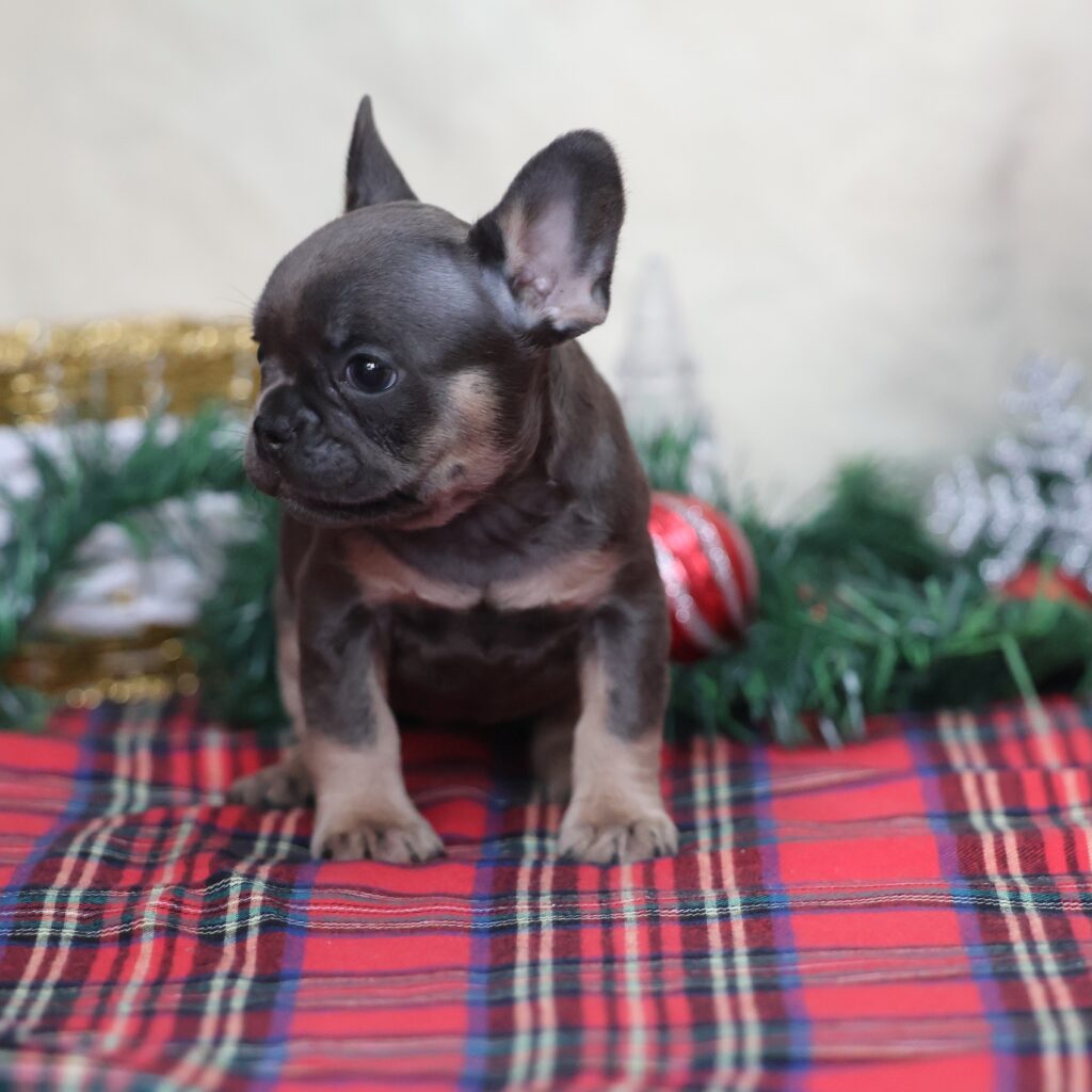 frenchie adoption