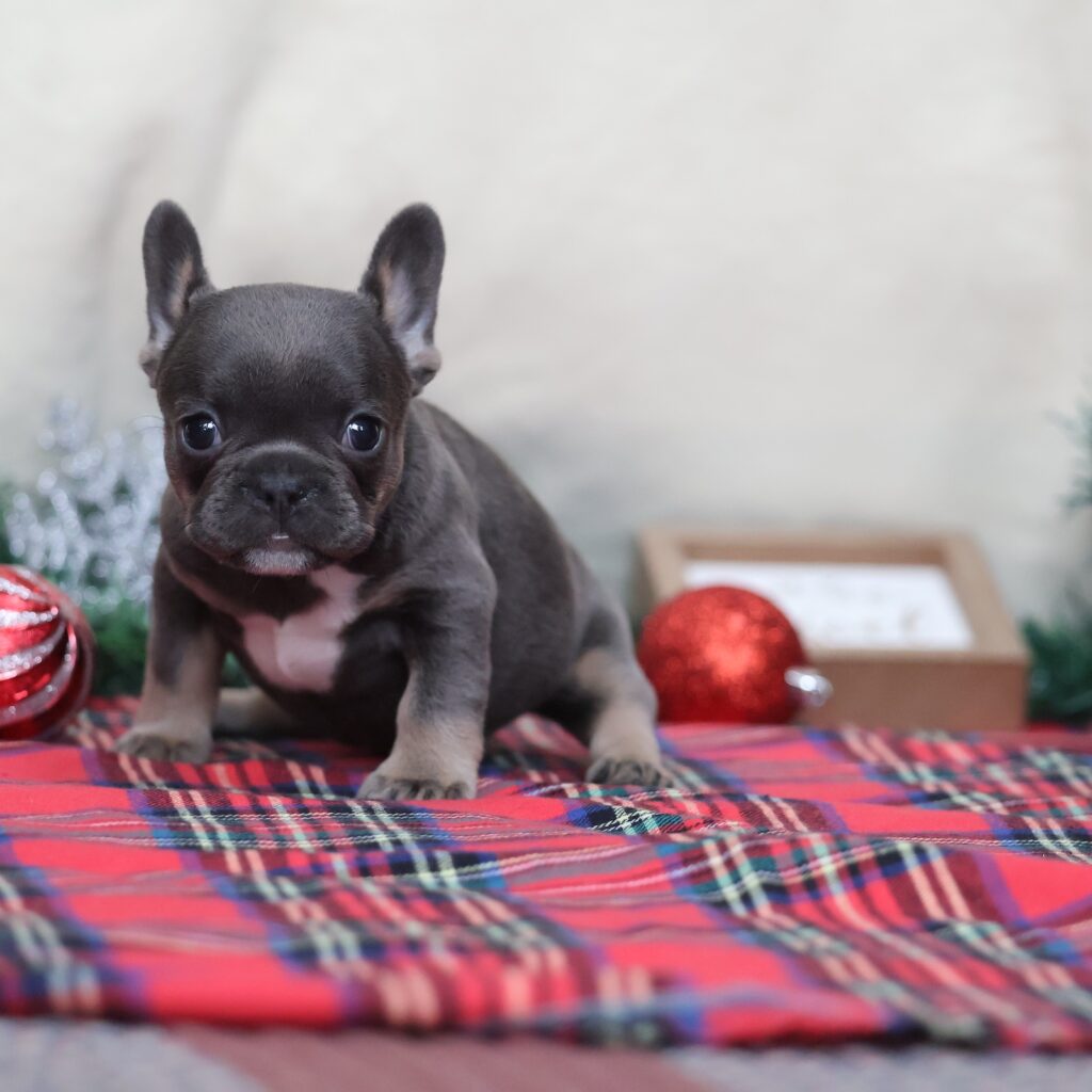 frenchie breeders near me