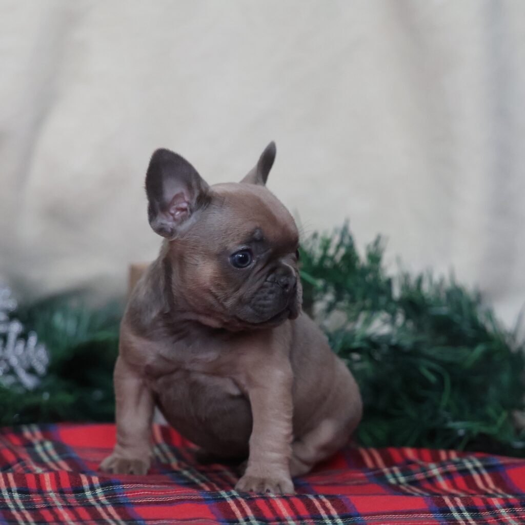 frenchie puppies