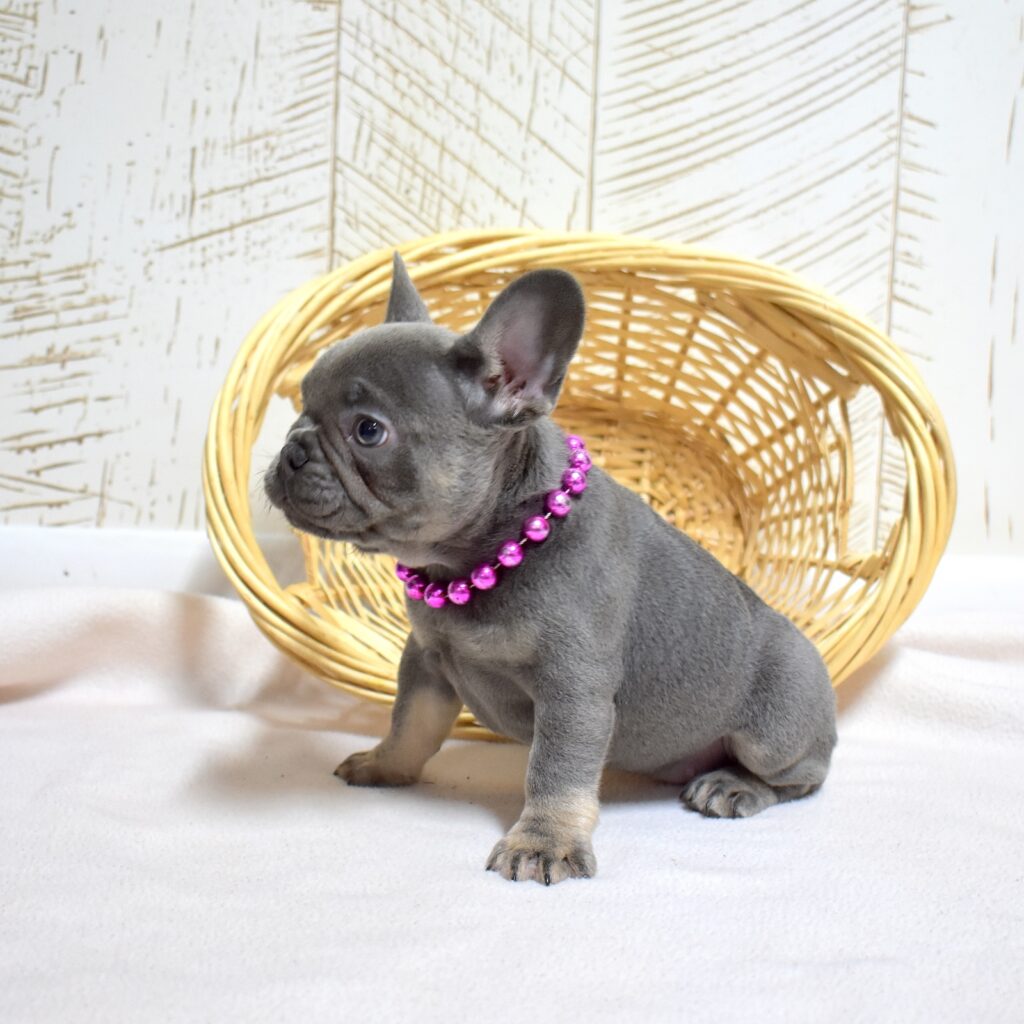 frenchies for sale