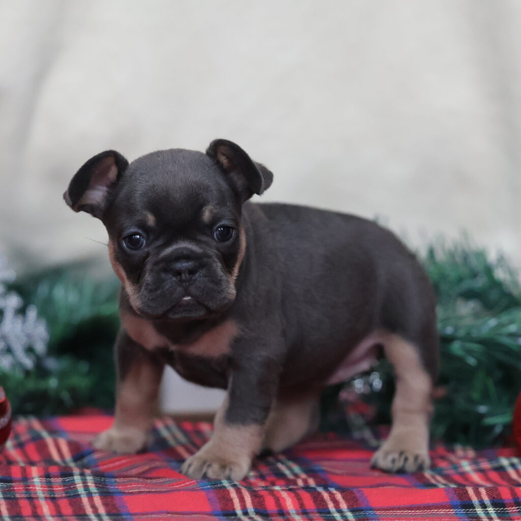 frenchies for sale near me