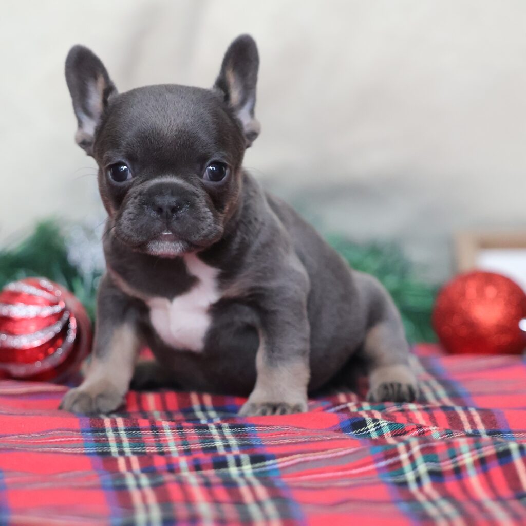 frenchies for sale near me