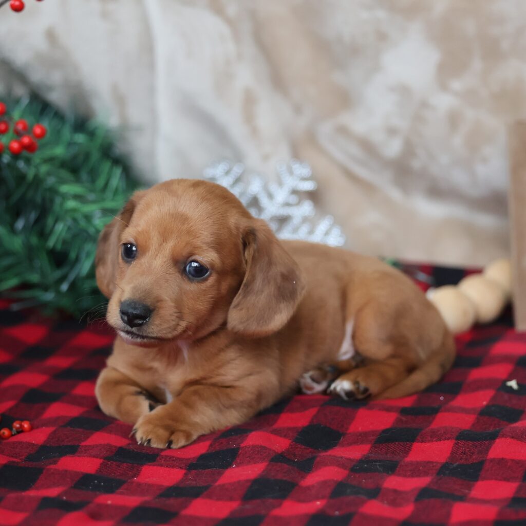 long haired dachshund puppies for sale