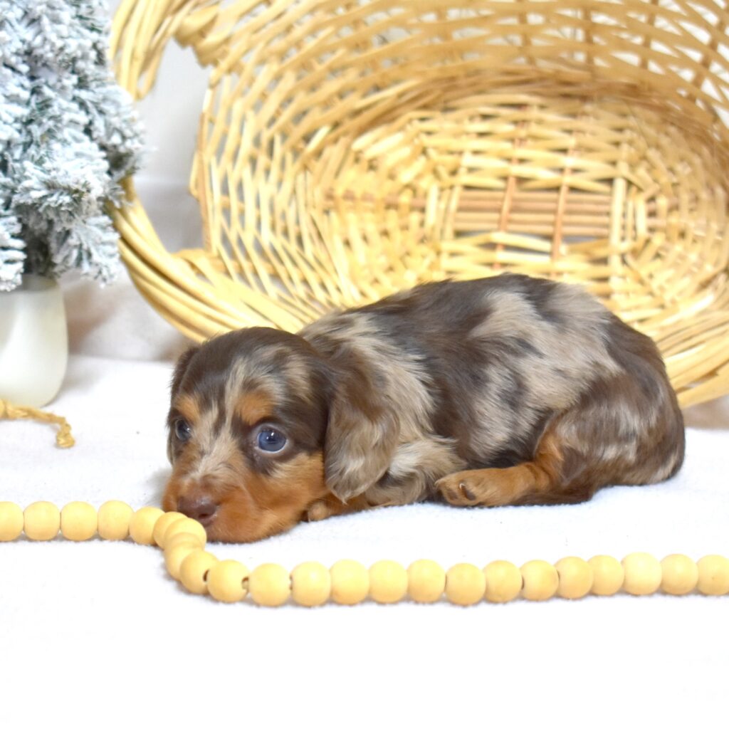 long haired mini dachshund