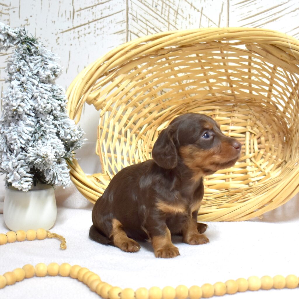 mini dachshund long hair