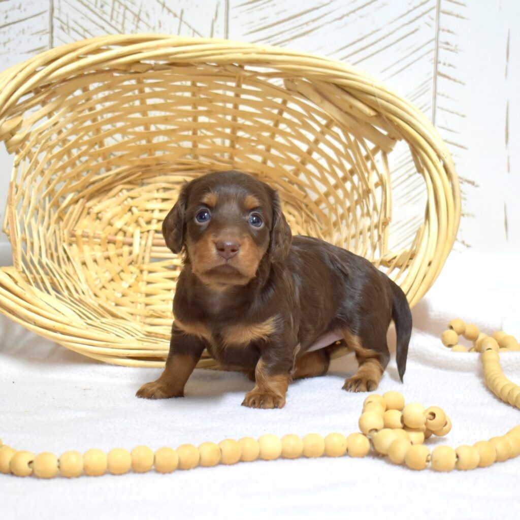 mini dachshund puppies for sale