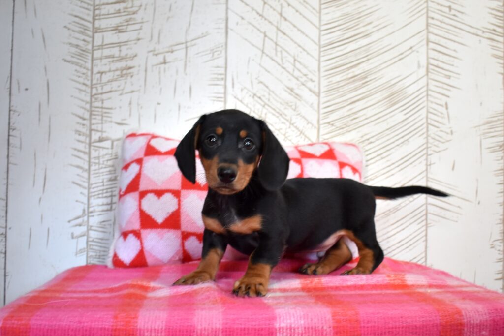 miniature dachshund