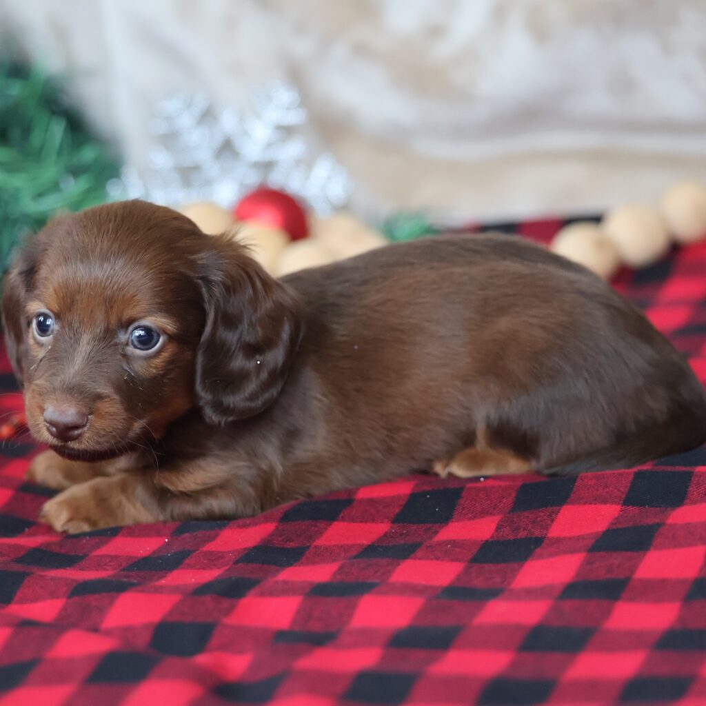 miniature dachshund puppies for sale