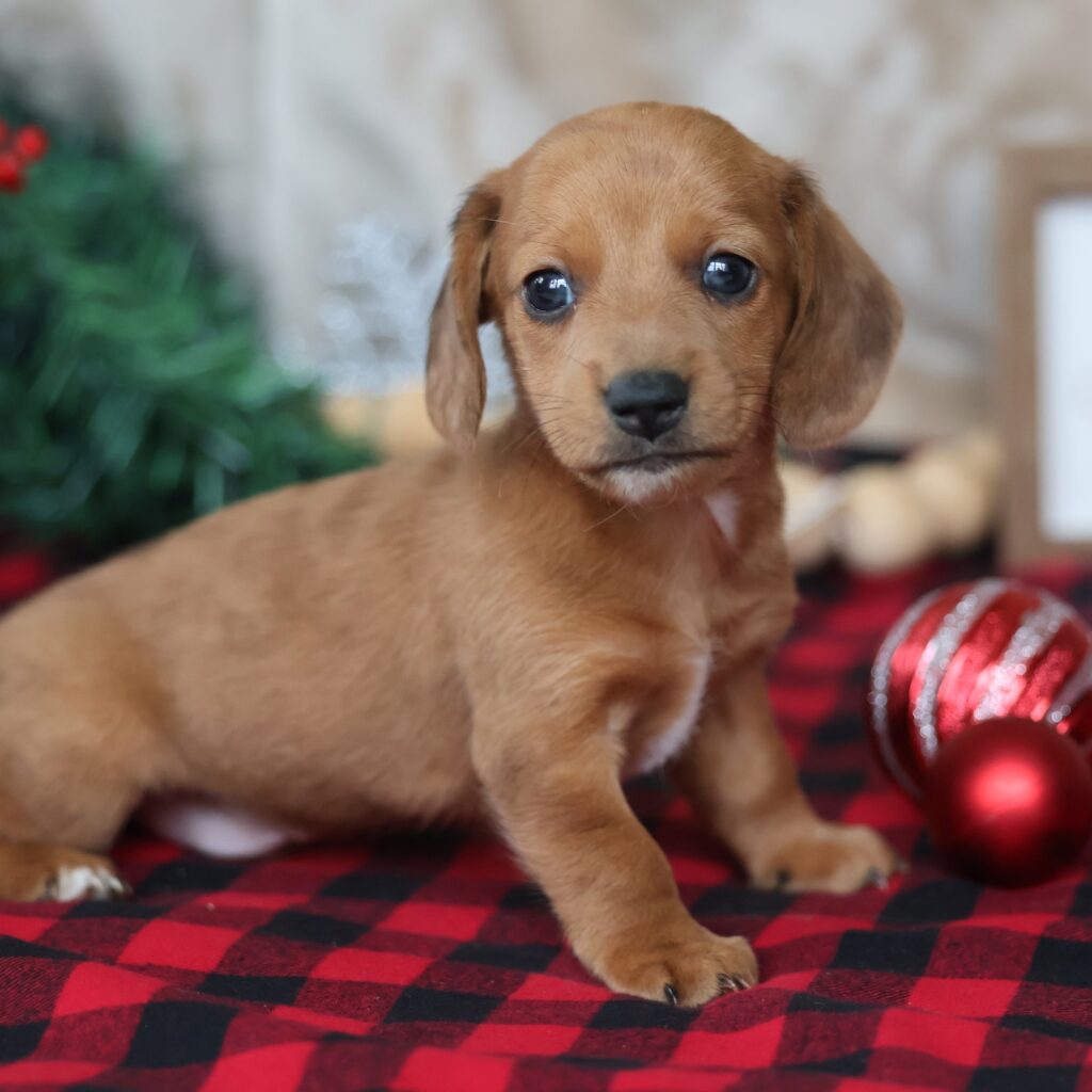 miniature dachshund puppy