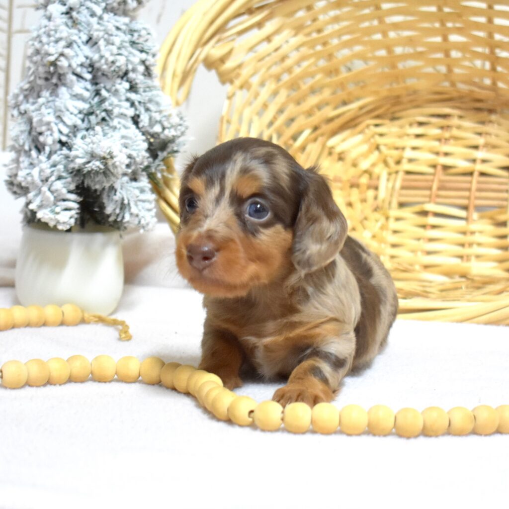 miniature long haired dachshund puppies for sale