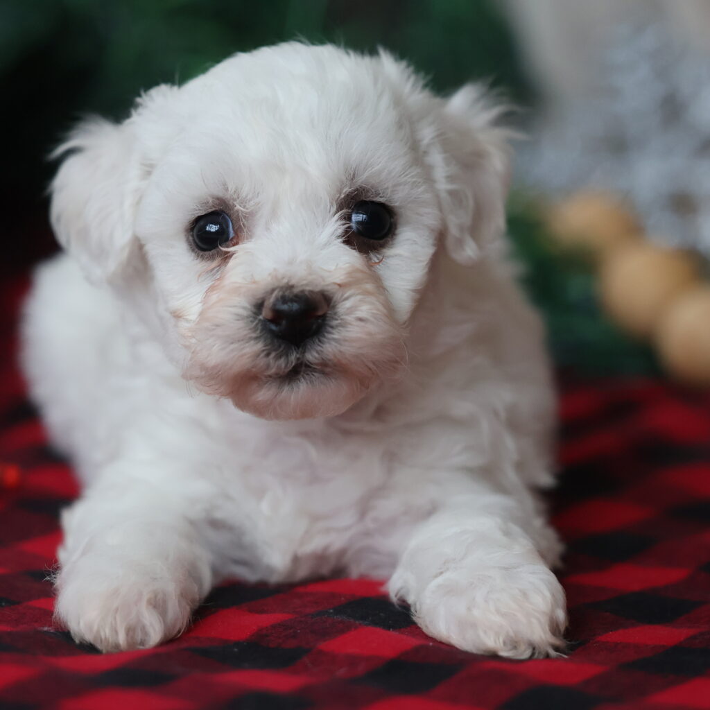 puppies hypoallergenic