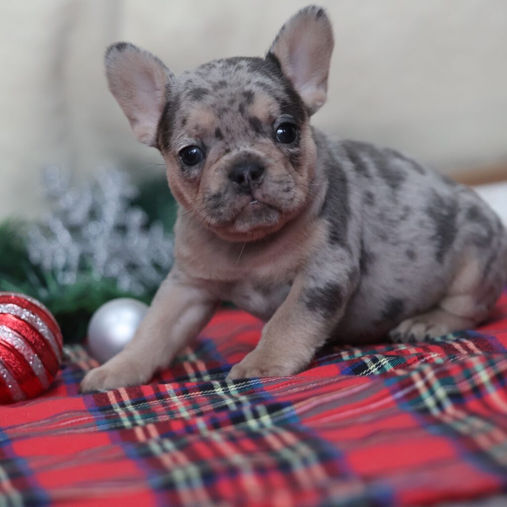 puppy frenchie