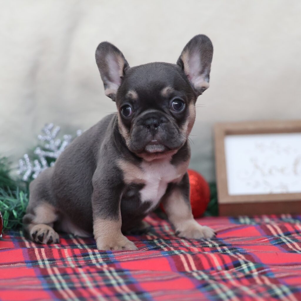 puppy frenchie dog