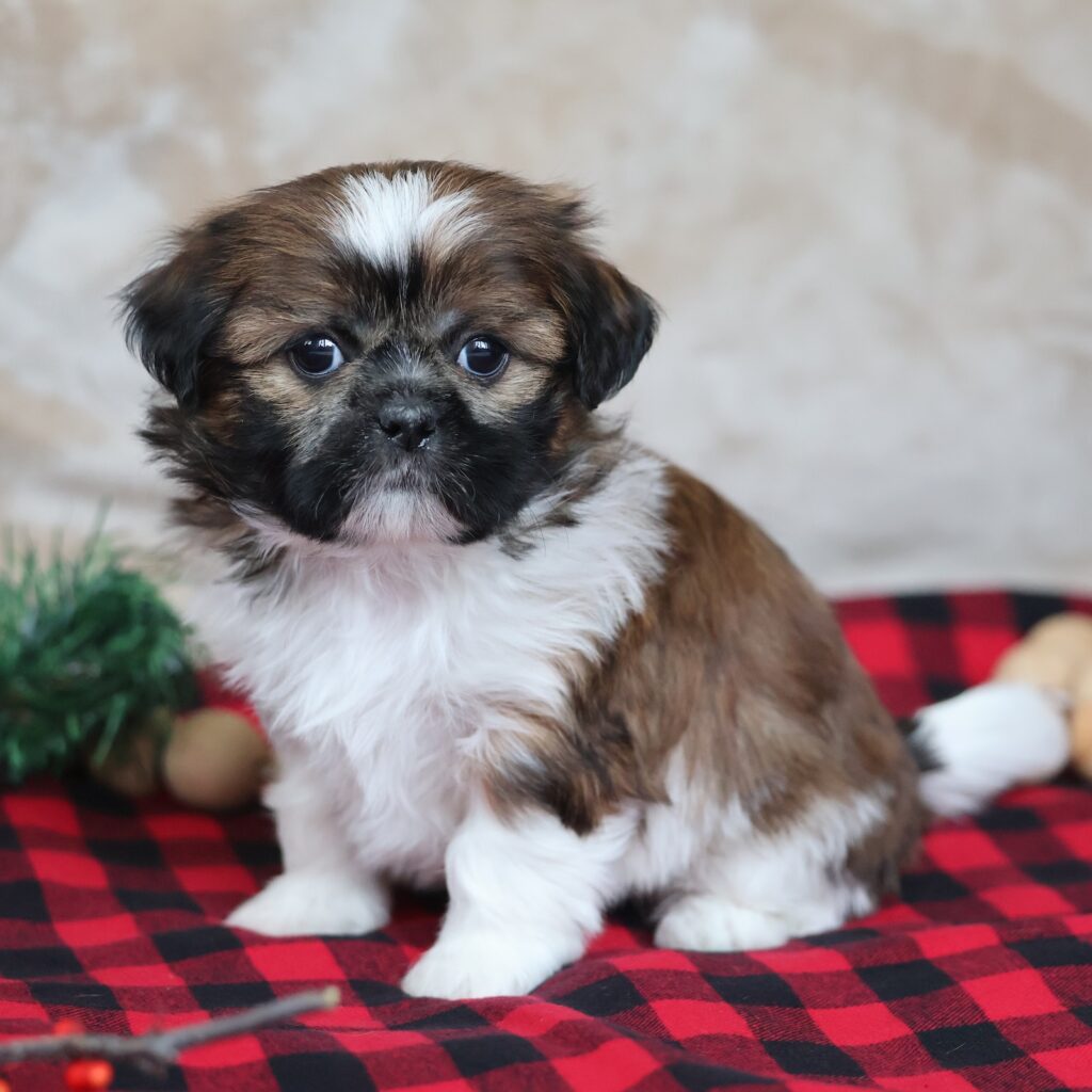 shitzu puppies for adoption