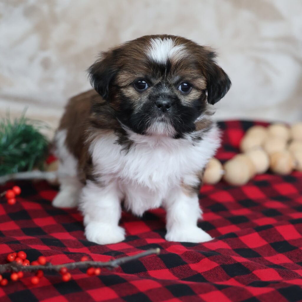 shitzu puppies for sale