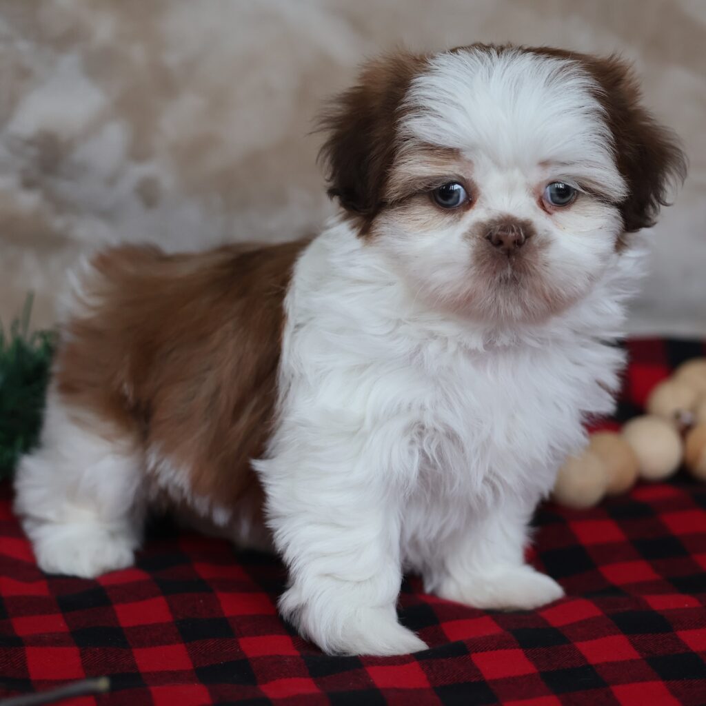 shitzu puppies for sale near me