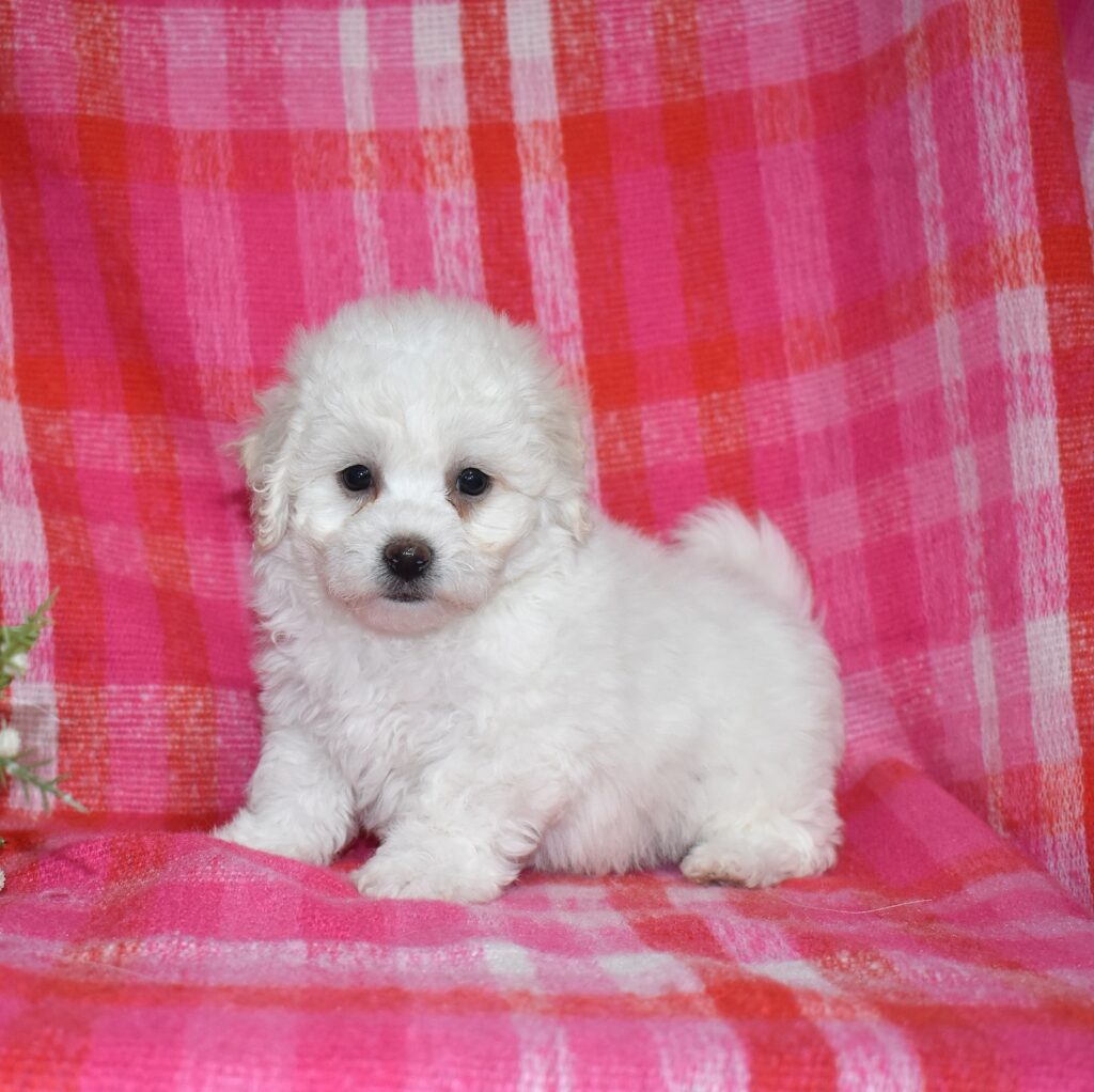 bichon frise
