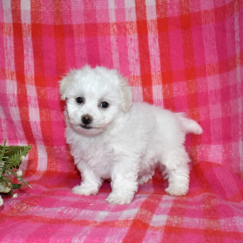 bichon frise breeders near me