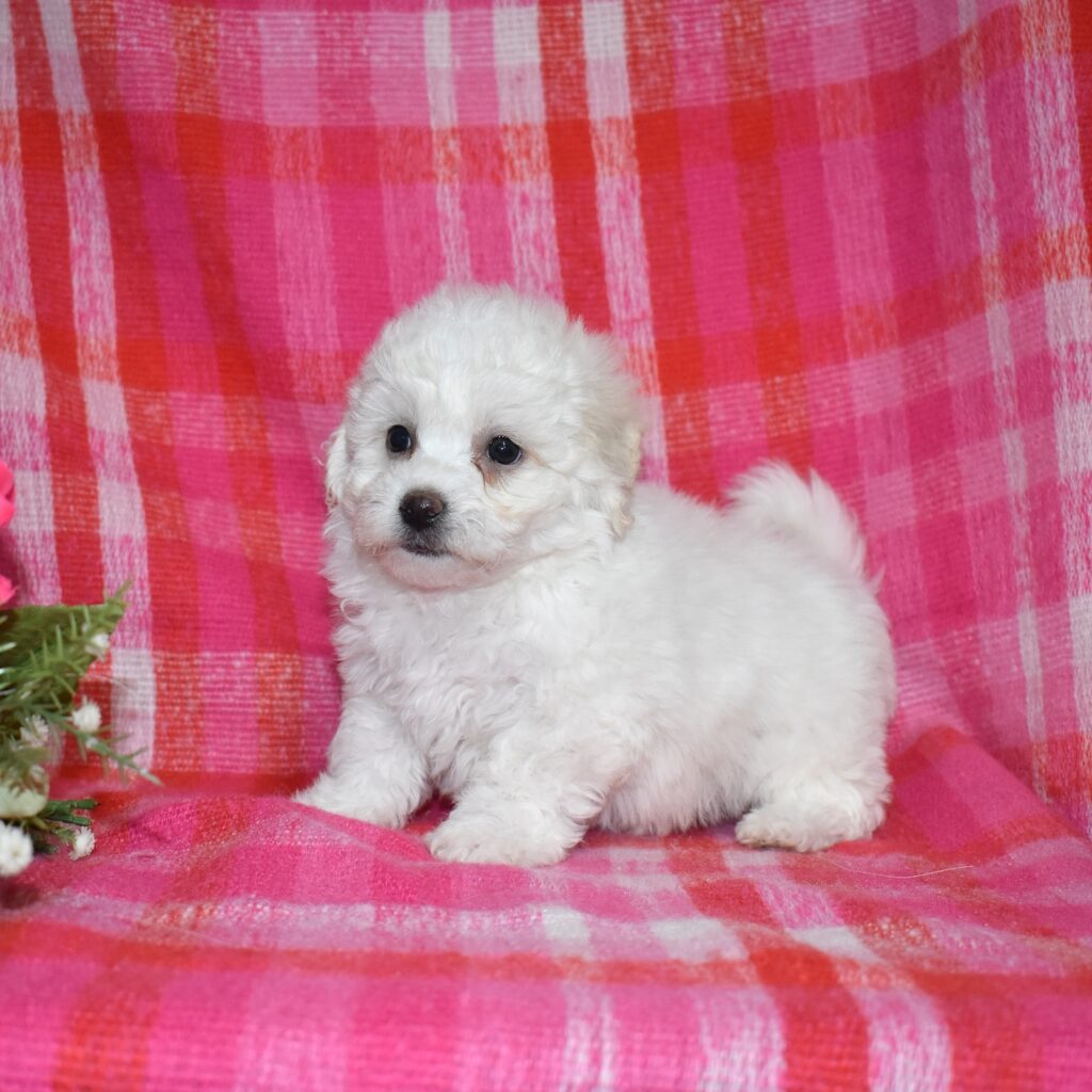 bichon frise dog for sale