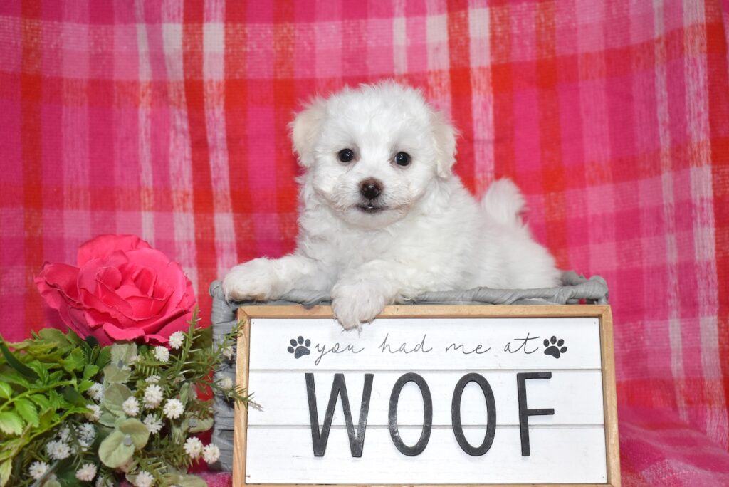 bichon frise dogs for sale near me