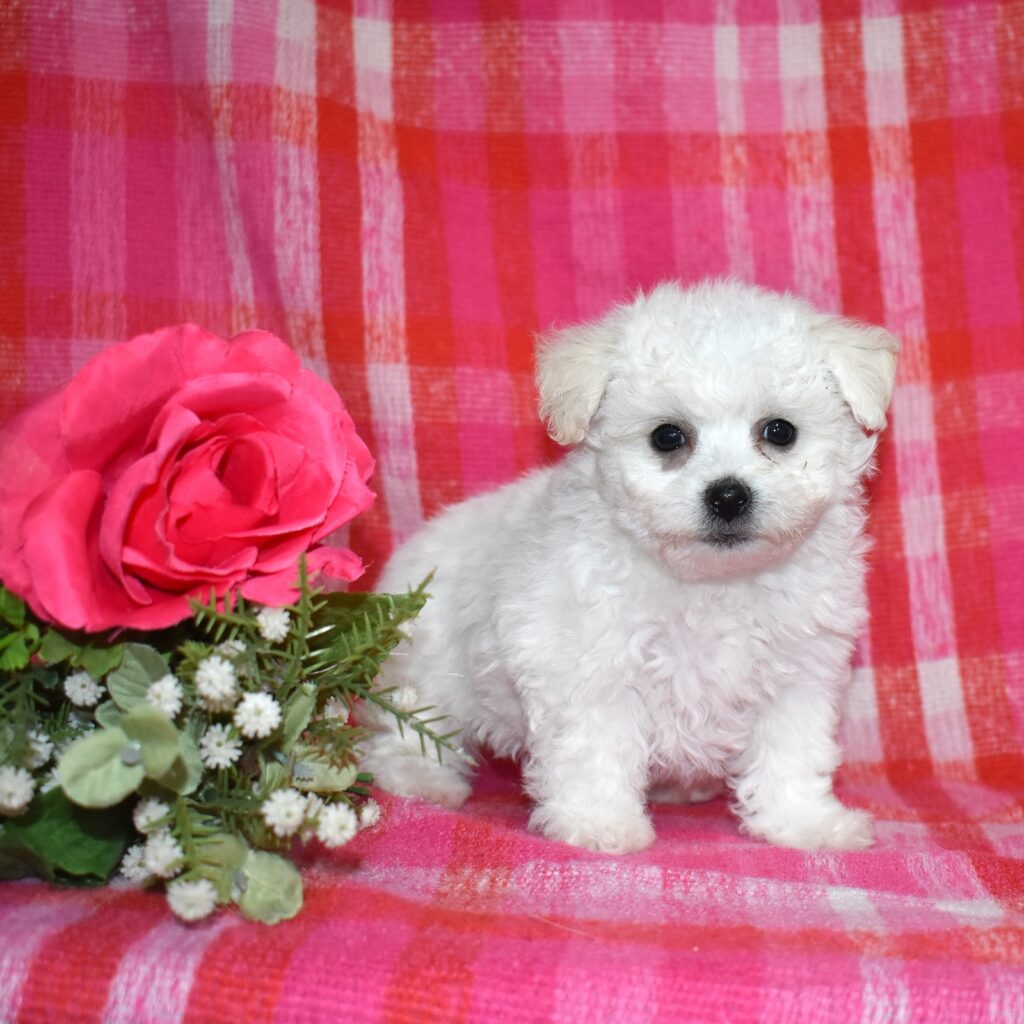 bichon frise for sale