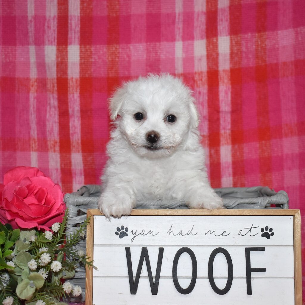 bichon frise for sale near me