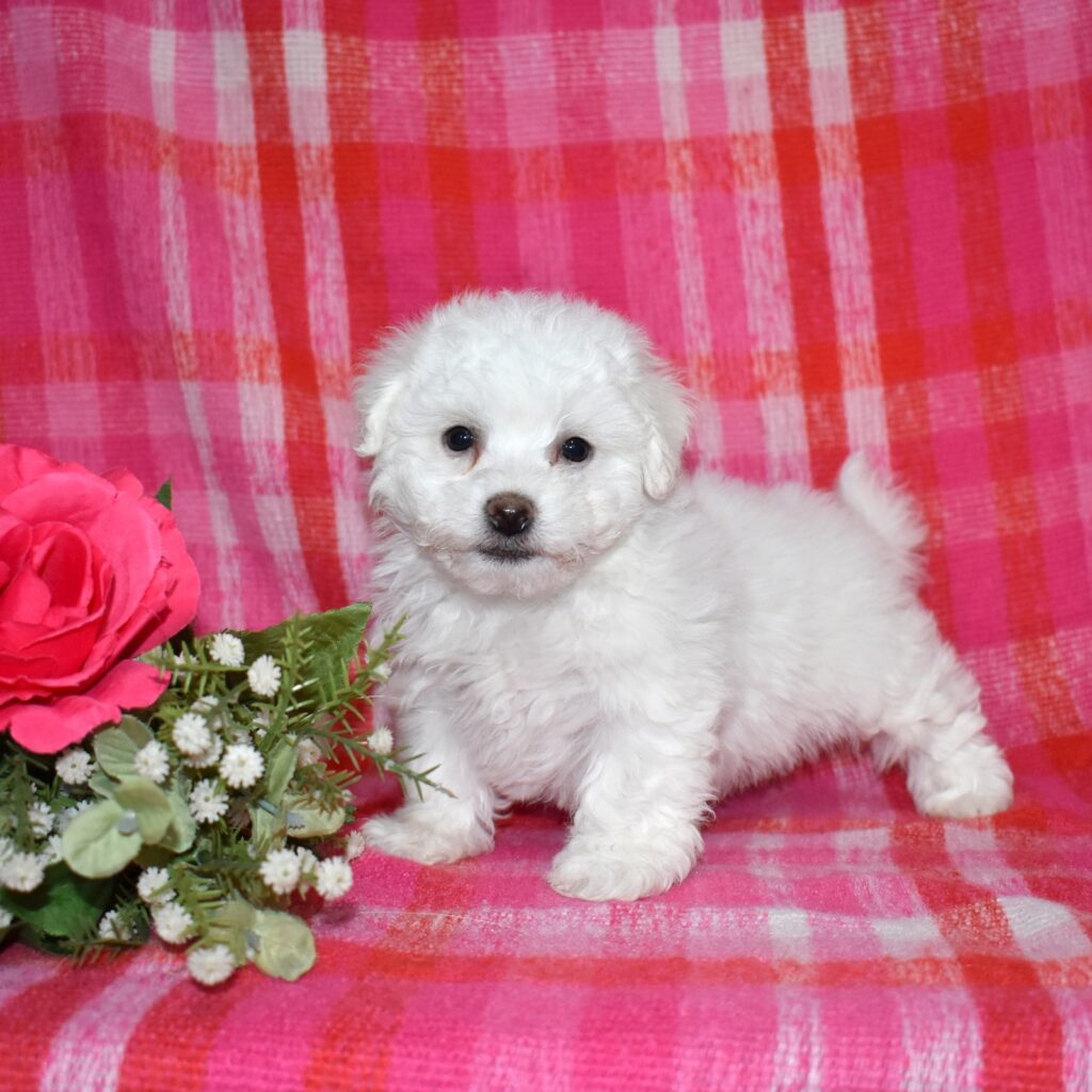 bichon frise mini