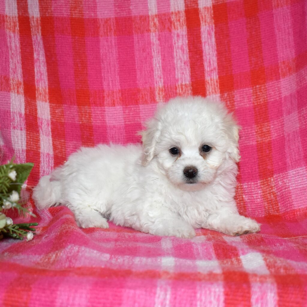 bichon frise puppies