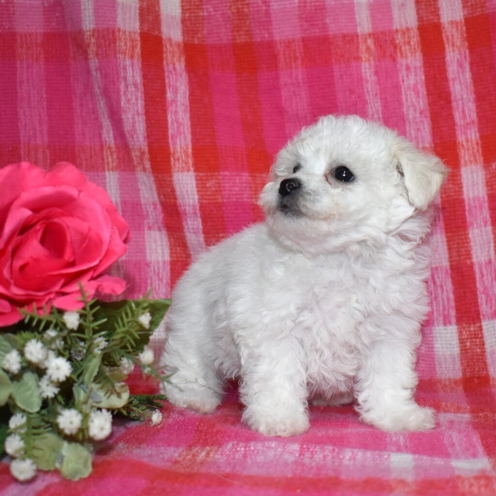 bichon frise puppies for sale near me