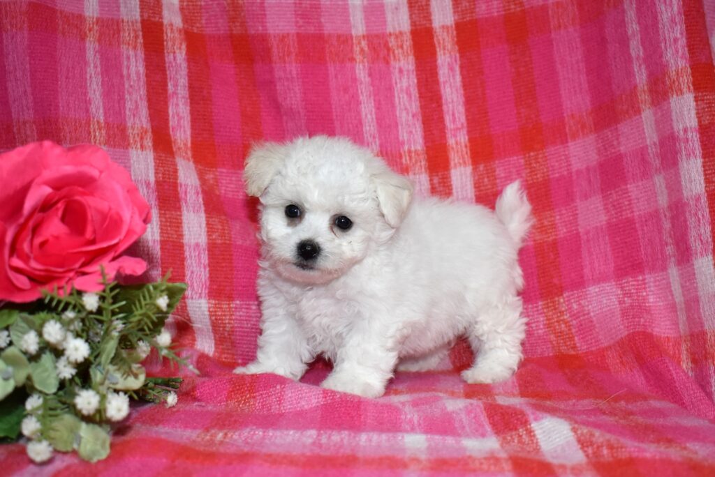 bichon frise puppy for sale
