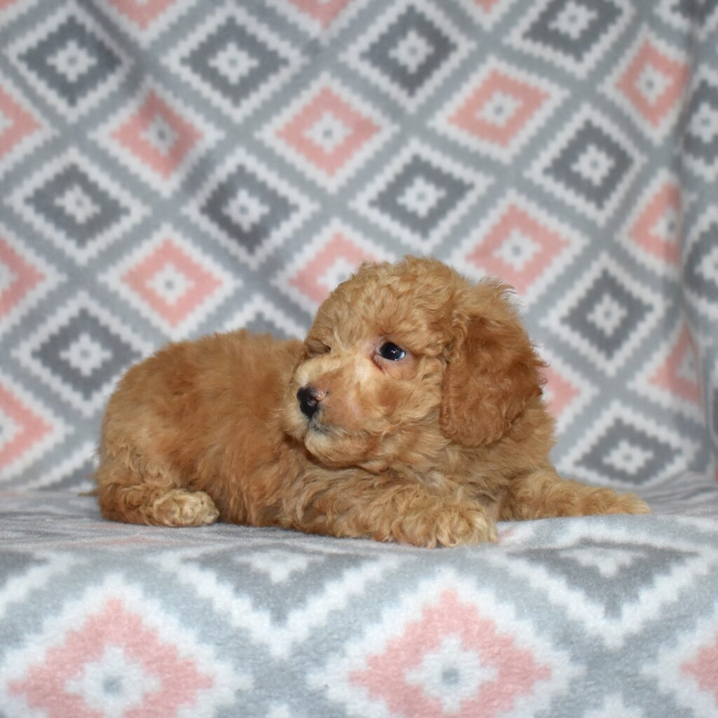 bichpoo puppies