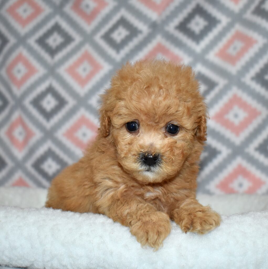 bichpoo puppies for adoption