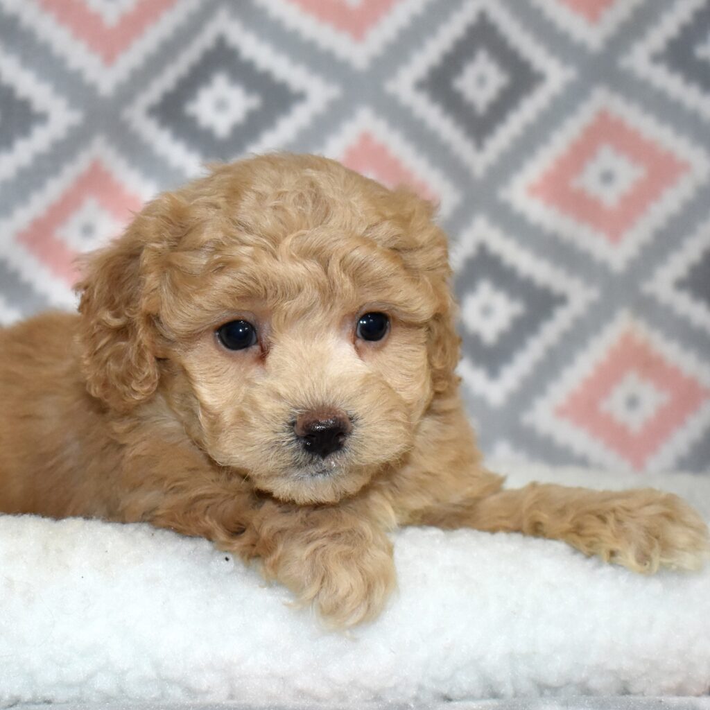 bichpoo puppies for adoption