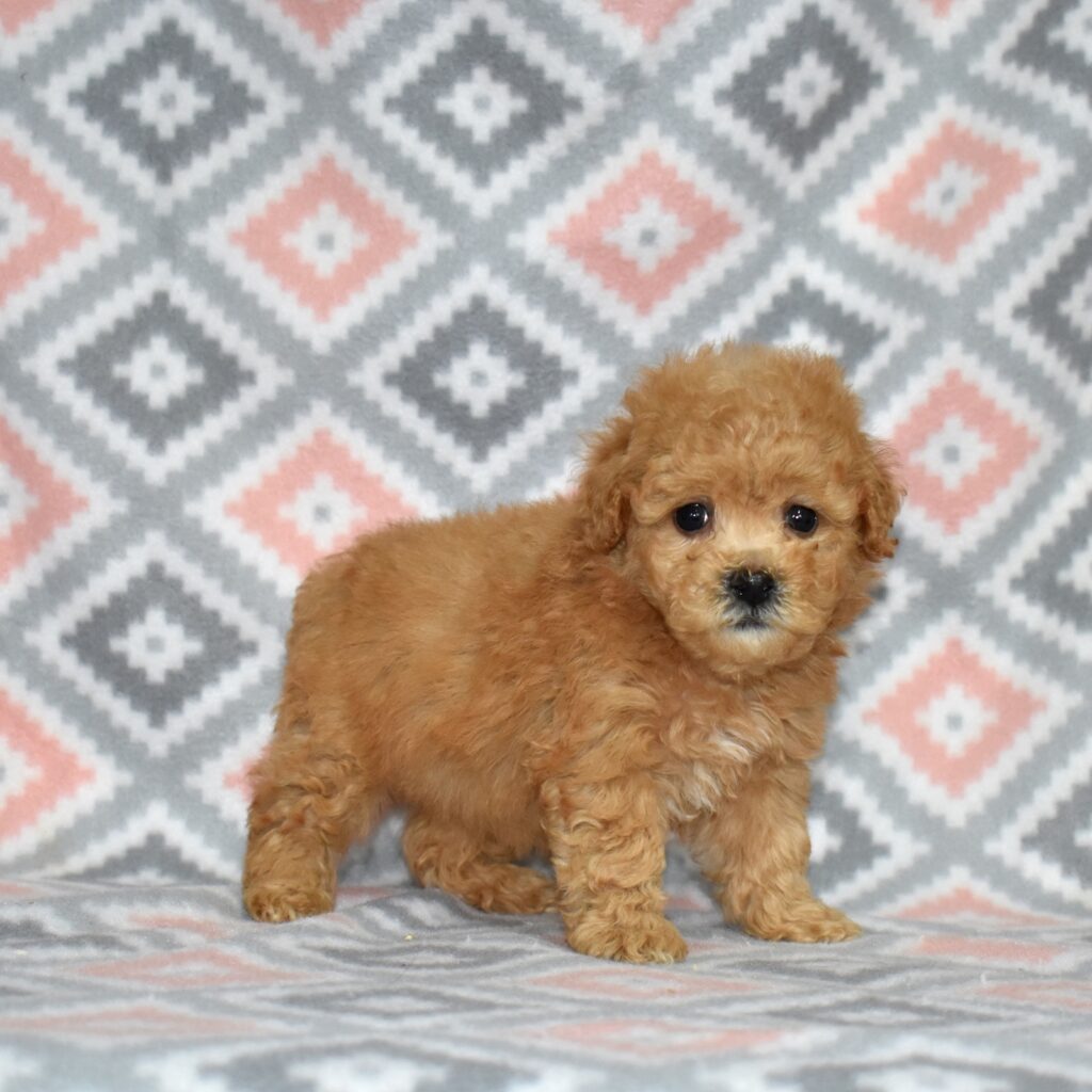 bichpoo puppies for adoption near me