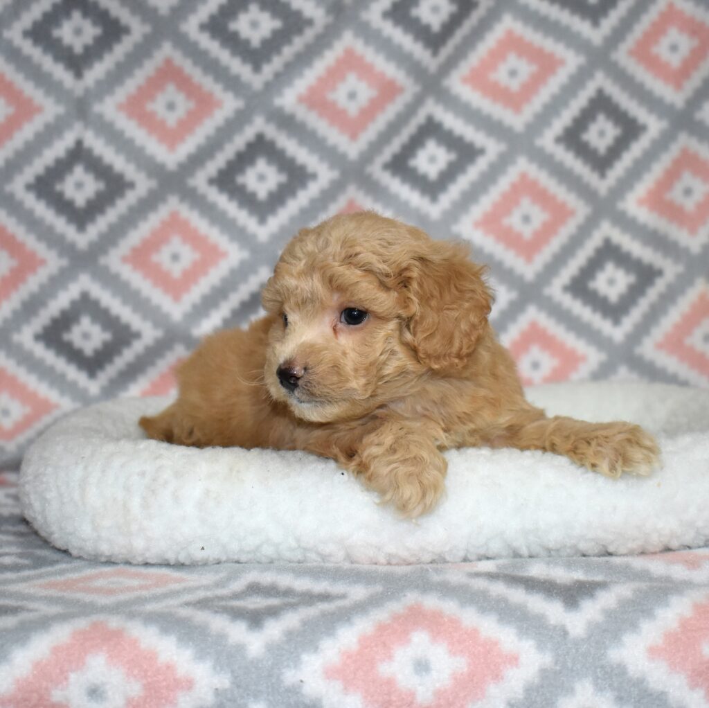 bichpoo puppies for sale