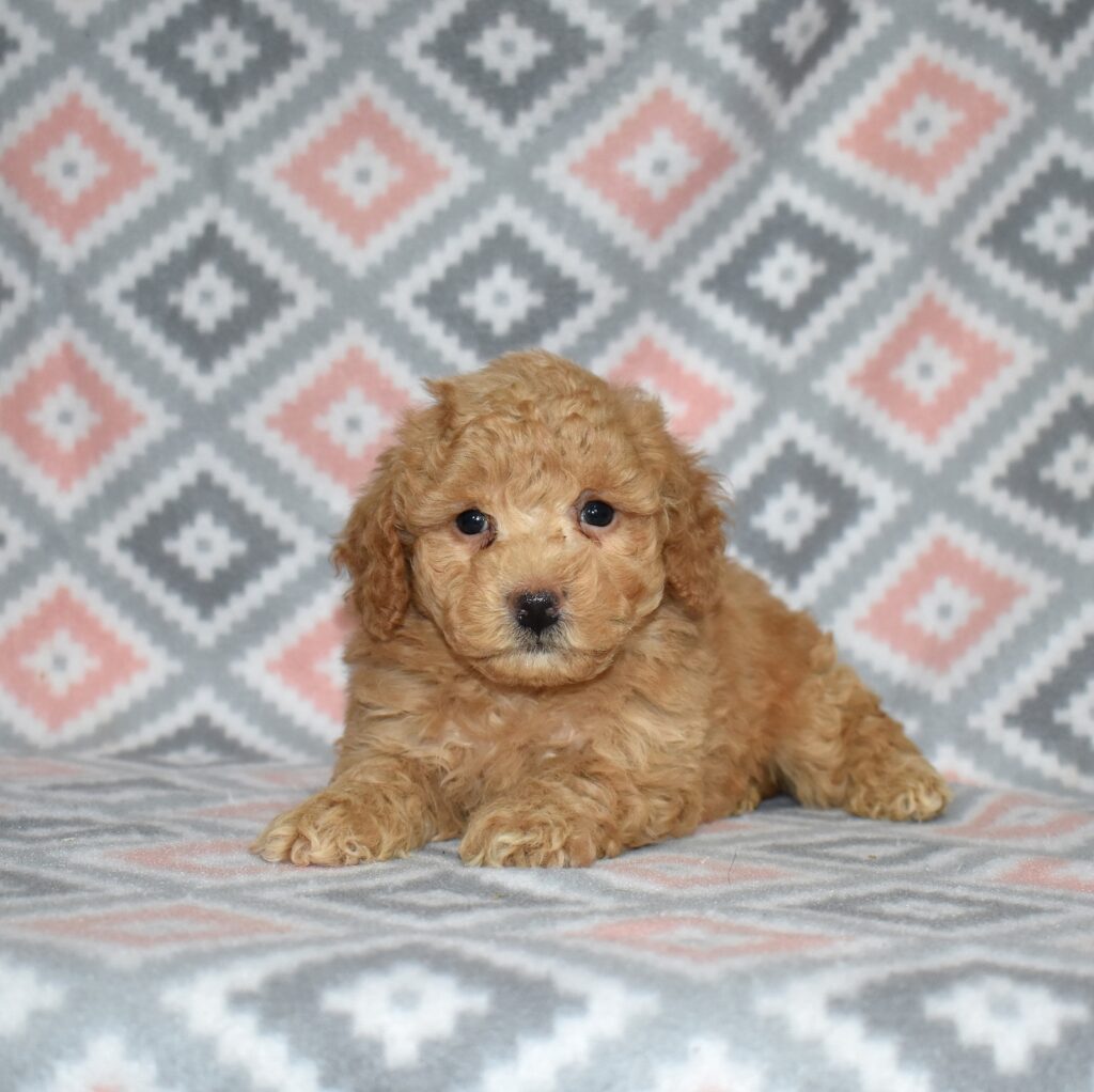bichpoo puppies for sale in pa