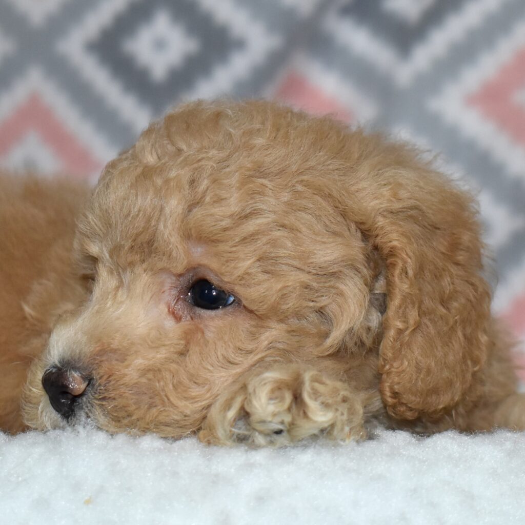 bichpoo puppies for sale in pa