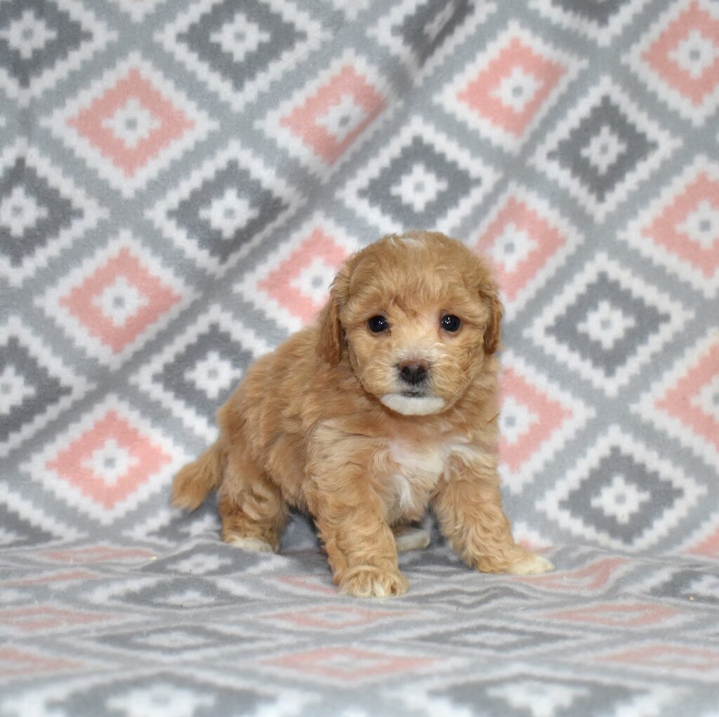 bichpoo puppies for sale in pa