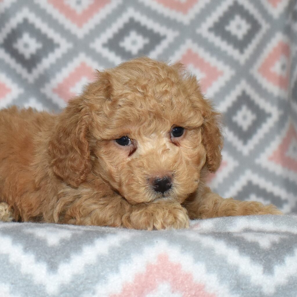 bichpoo puppies for sale near me